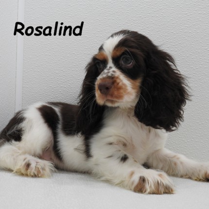 puppy, for, sale, Cocker Spaniel, Joe & Cherri  Overlease, dog, breeder, Miller, MO, dog-breeder, puppy-for-sale, forsale, nearby, find, puppyfind, locator, puppylocator, aca